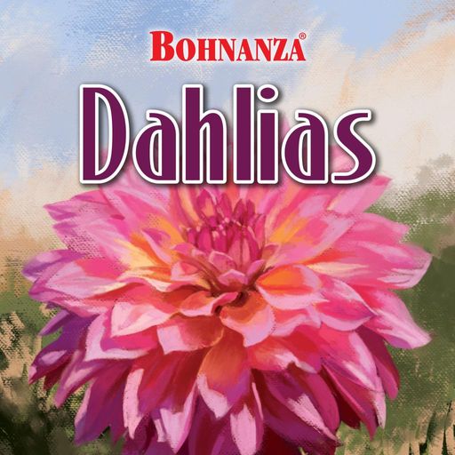 Dized Rules | Bohnanza Dahlias | Frequently Asked Questions